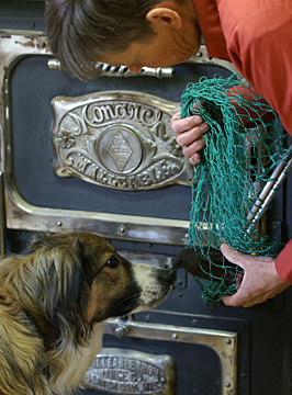 catching a bird with a fishing net