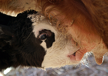 nursing calf