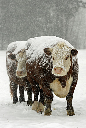 cows in winter