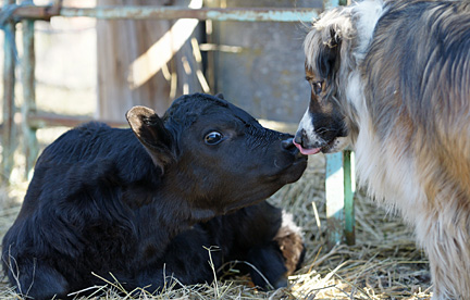 Sage kisses a calf