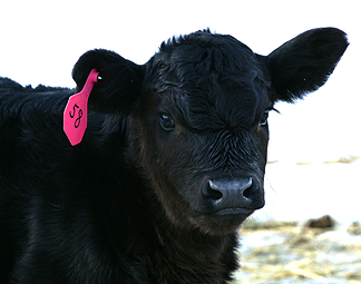 calf with ear tag