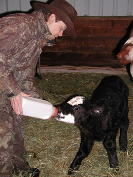 bottle feeding calf