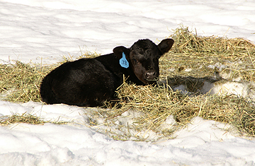 calf in hay