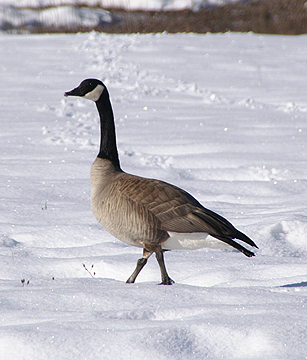 Canada Goose