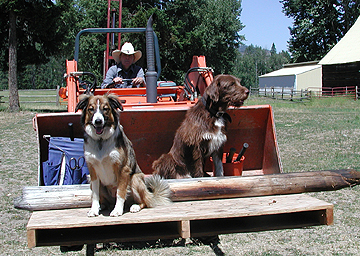 dogs hitch a ride