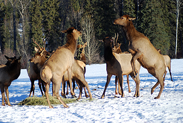 elk fight over hay