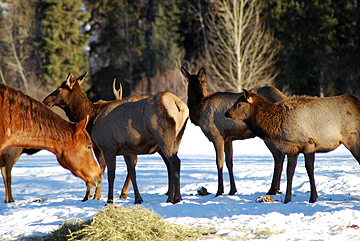 horse and elk