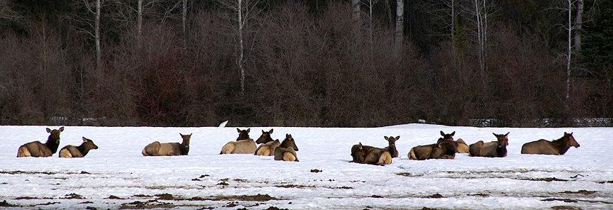 elk bedded down in pasture