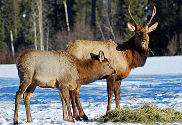 young bull elk