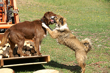 Dogs playing around the tractor