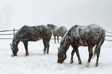 horses in winter storm