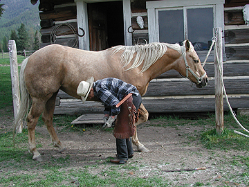 Kari trimming Flicka's hooves