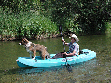 English Shepherd in Kayak