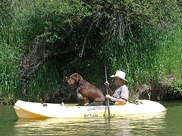 Wire haired Griffon in Kayak