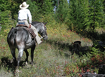 Ridin' up a forest trail