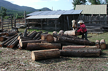 pile of logs