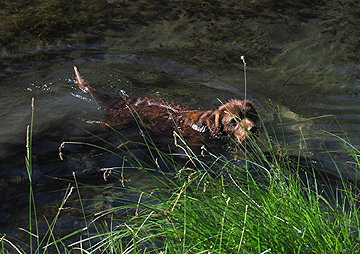 Otter swimming