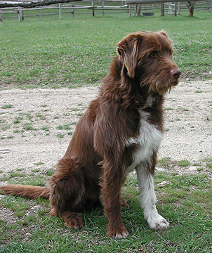 Otter, Wirehaired Pointing Griffon