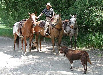 Holdin' the horses