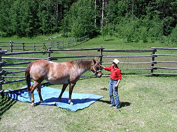Kim praising a young mare standing on a tarp in the round pen