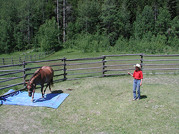 Kim working a young mare in the round pen
