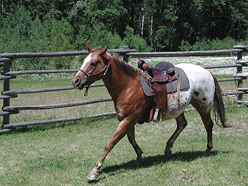 Hoot at an extended trot