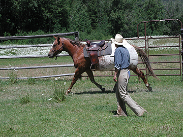 Kari works Hoot in the round pen