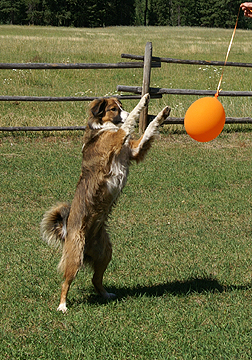 Sage bats at the balloon with her front paws