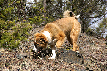 Sage on a game scent