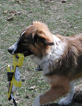 Sage stealing measuring tape