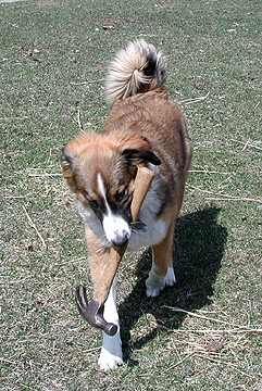 Sage stealing hammer