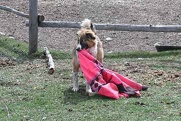 Sage snatching up jacket