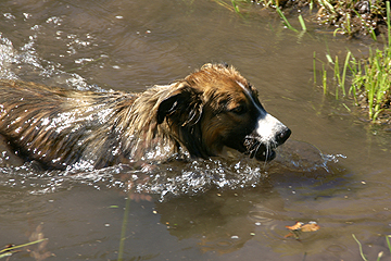 Sage swimming