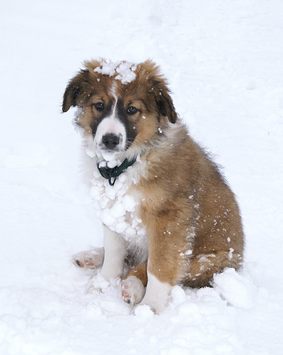 English Shepherd pup