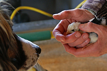 Sage meets a chick