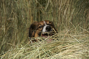 in the hay