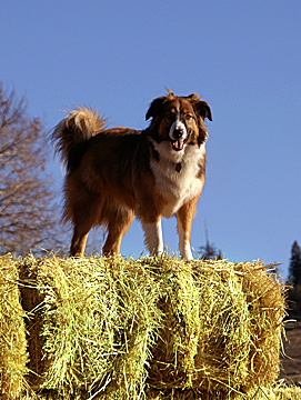 Sage on hay