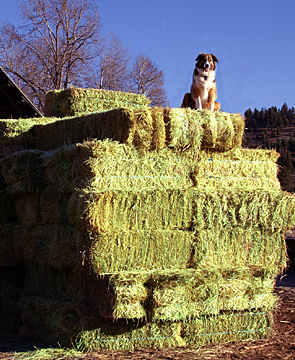Sage up on hay stack