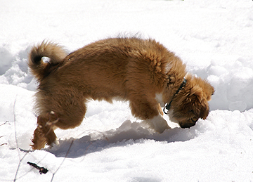 Sage chases a rock