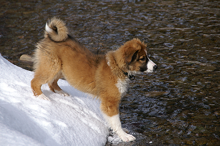 ES pup at river