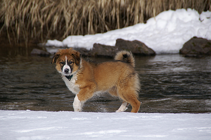 Sage at river