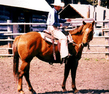 Mirror KB Appaloosa horse ranch - horse training