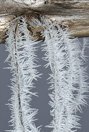 frost on horse hair