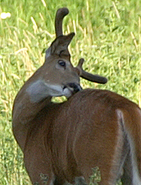 Whitetail buck