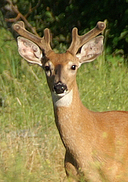 Whitetail buck in velvet