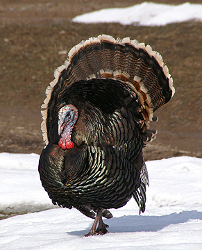 Tom Turkey