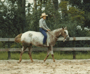 Mirror KB Appaloosa Horse Ranch - natural horse training